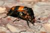 Nicrophorus sp.